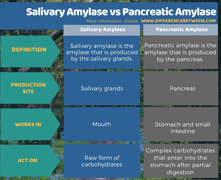 Difference Between Salivary Amylase and Pancreatic Amylase in Tabular Form