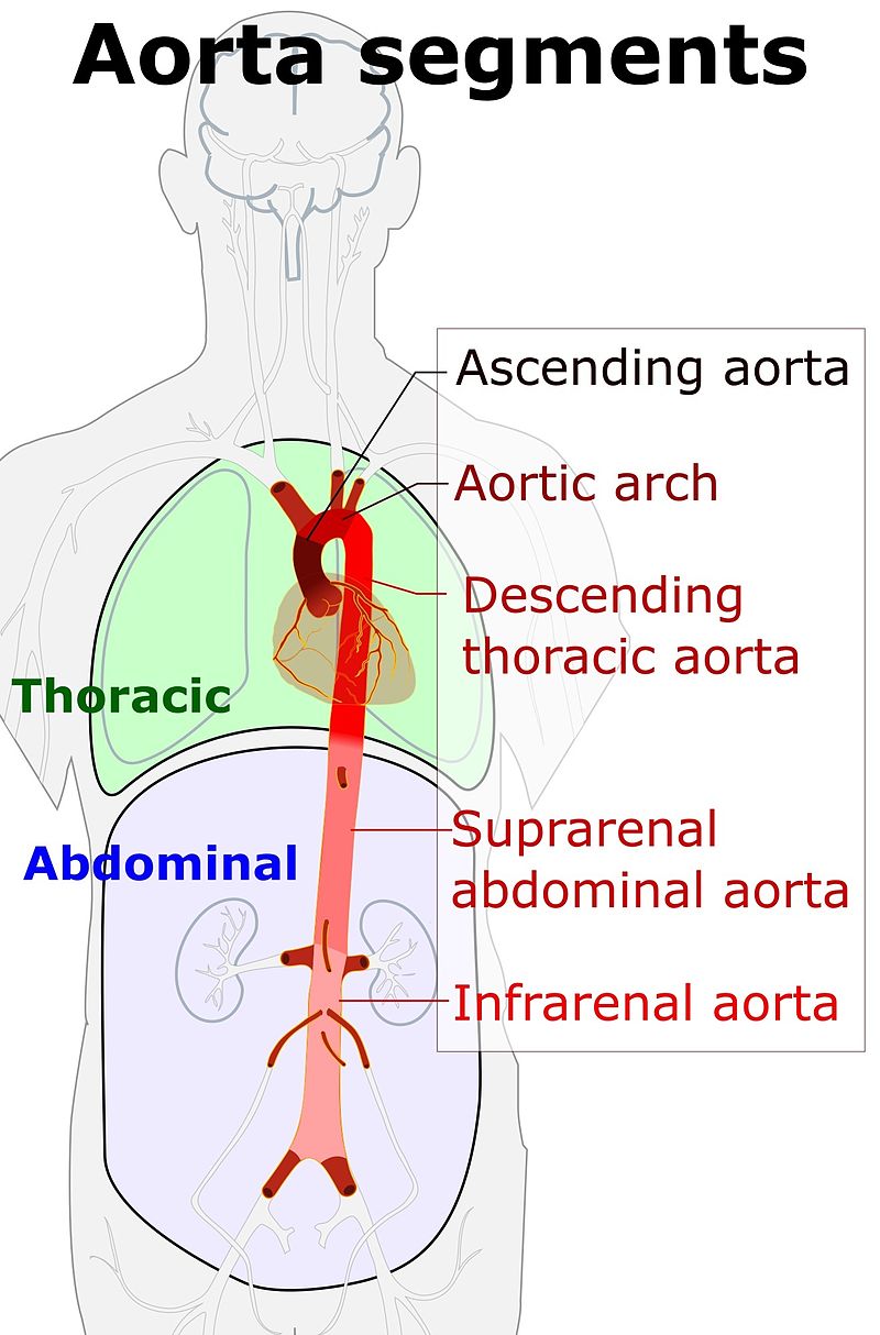 Difference Between Aorta and Artery