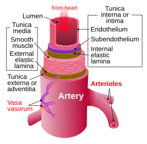 Key Difference Between Aorta and Artery 