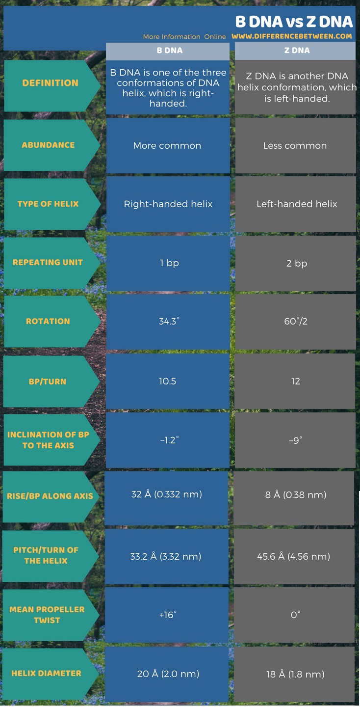 Difference Between B DNA and Z DNA in Tabular Form