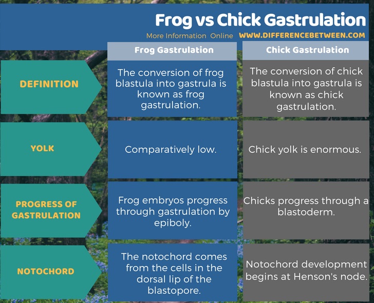 Difference Between Frog and Chick Gastrulation in Tabular Form