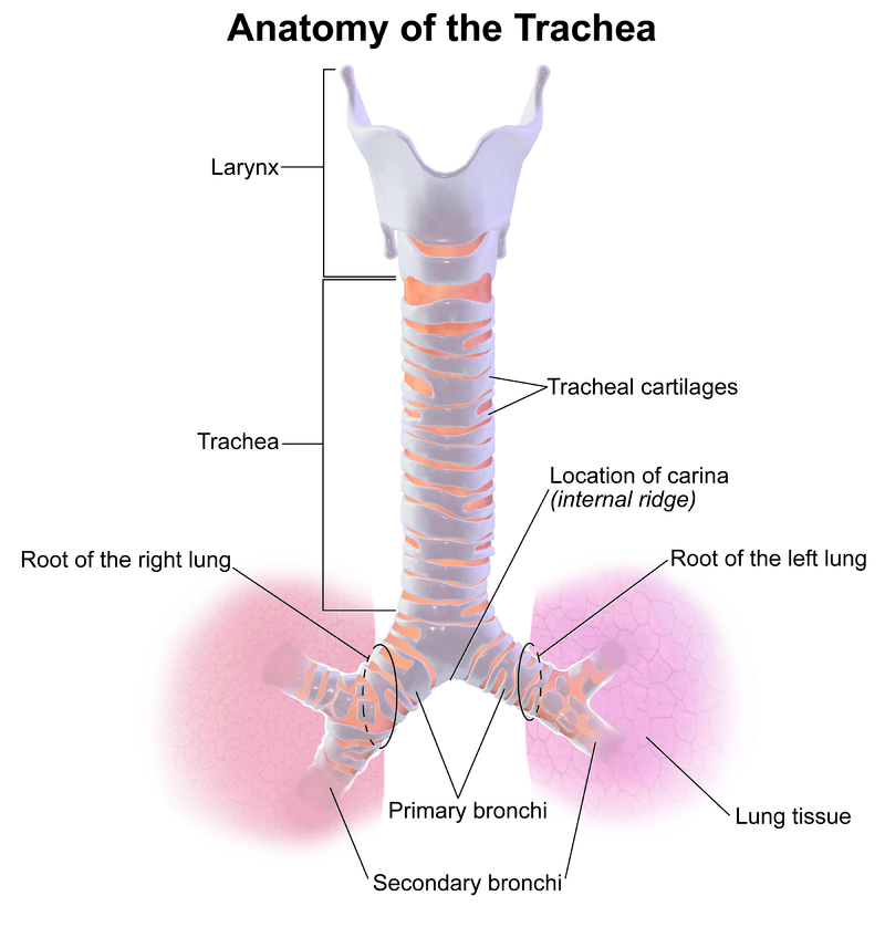 Difference Between Hilum and Root of Lung