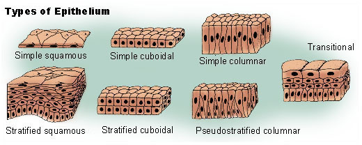 Difference Between Squamous Epithelium and Columnar Epithelium