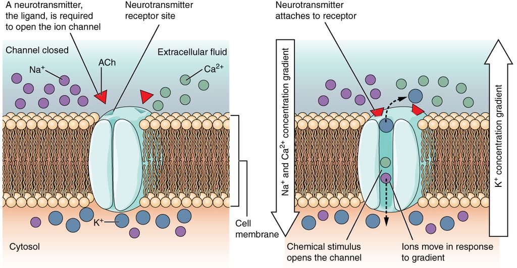 Key Difference Between Voltage Gated and Ligand Gated Ion Channels