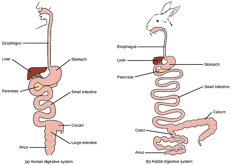 Difference Between Digestion of Heterotrophs and Saprotrophs 