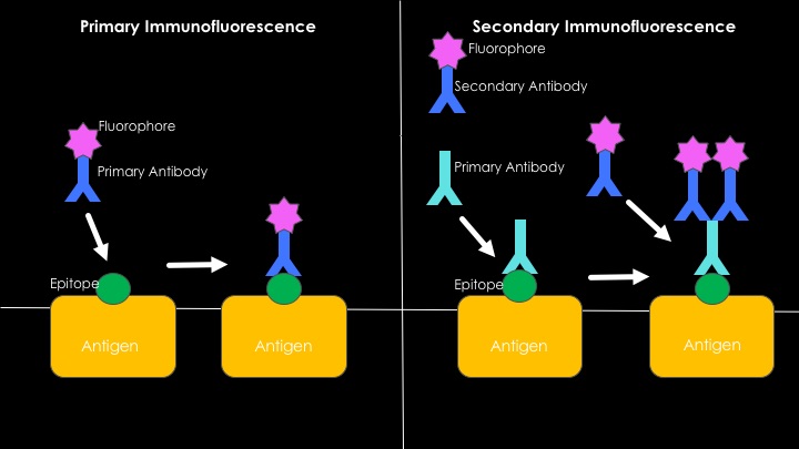 Difference Between Direct and Indirect Immunofluorescence_Fig 02