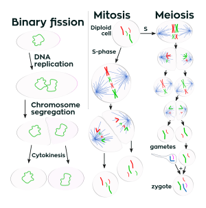 Key Difference Between Cleavage and Cell Division