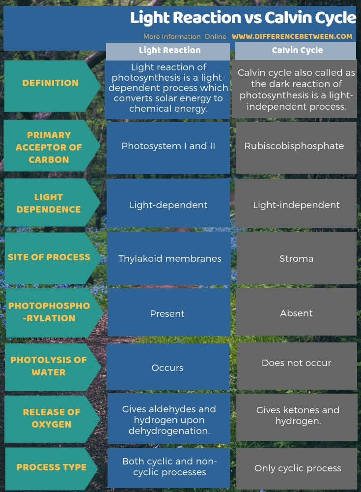 Difference Between Light Reaction and Calvin Cycle in Tabular Form