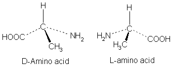 Key Difference Between Left and Right Handed Amino Acids