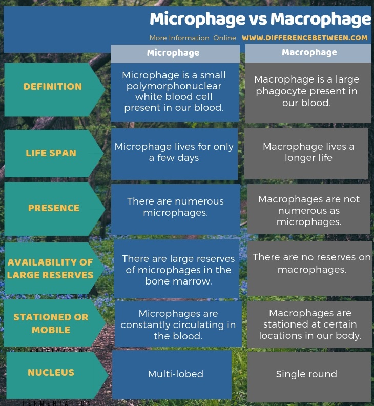 Difference Between Microphage and Macrophage in Tabular Form