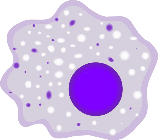 Key Difference Between Microphage and Macrophage 