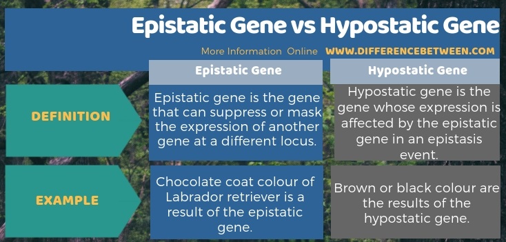 Difference Between Epistatic Gene and Hypostatic Gene in Tabular Form