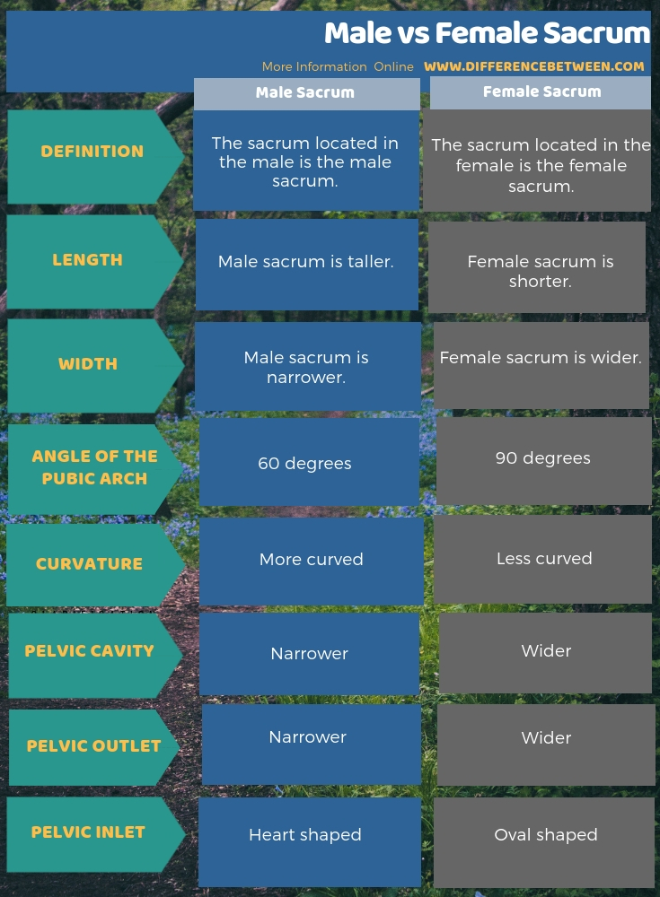 Difference Between Male and Female Sacrum in Tabular Form