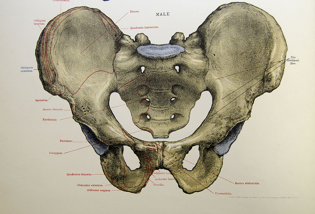 Difference Between Male and Female Sacrum