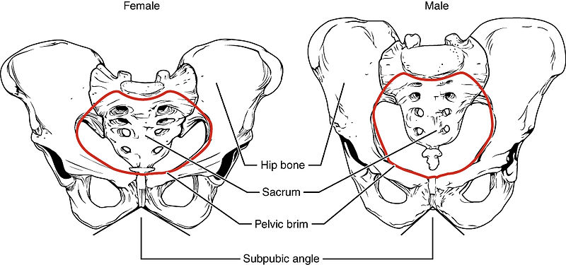 Key Difference Between Male and Female Sacrum