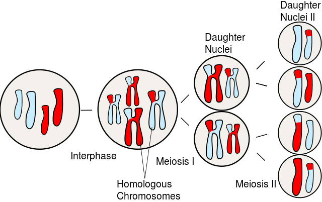 Key Difference Between Mother Cell and Daughter Cell