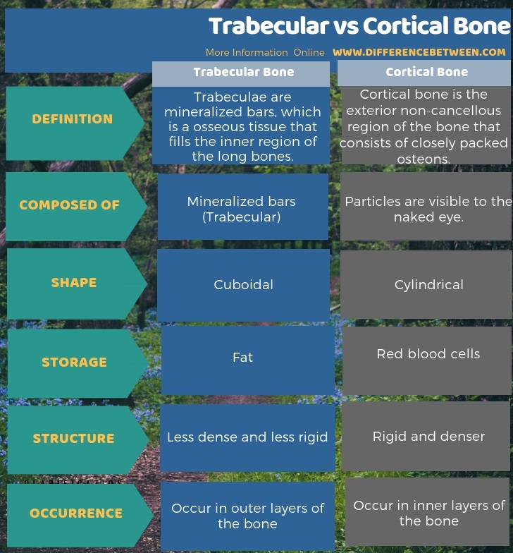 Difference Between Trabecular and Cortical Bone in Tabular Form