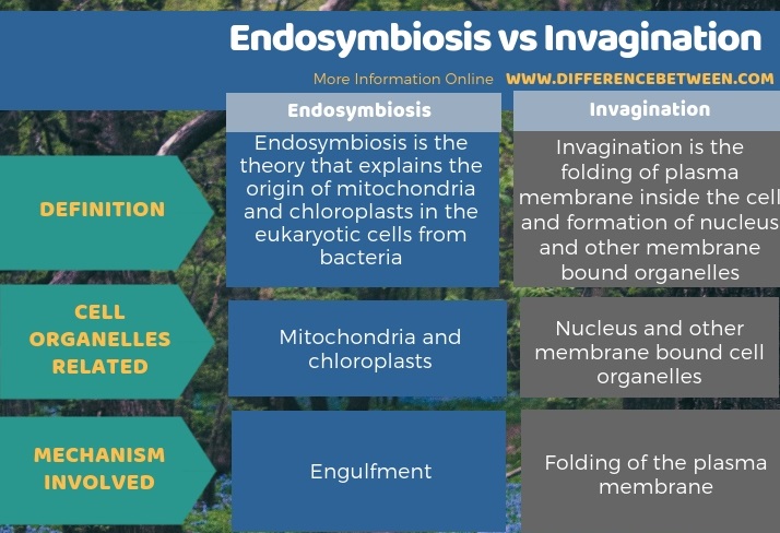 Difference Between Endosymbiosis and Invagination - Tabular Form