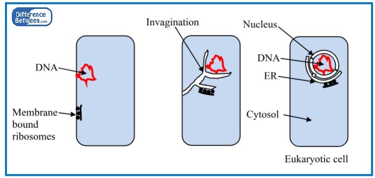 Key Difference - Endosymbiosis vs Invagination