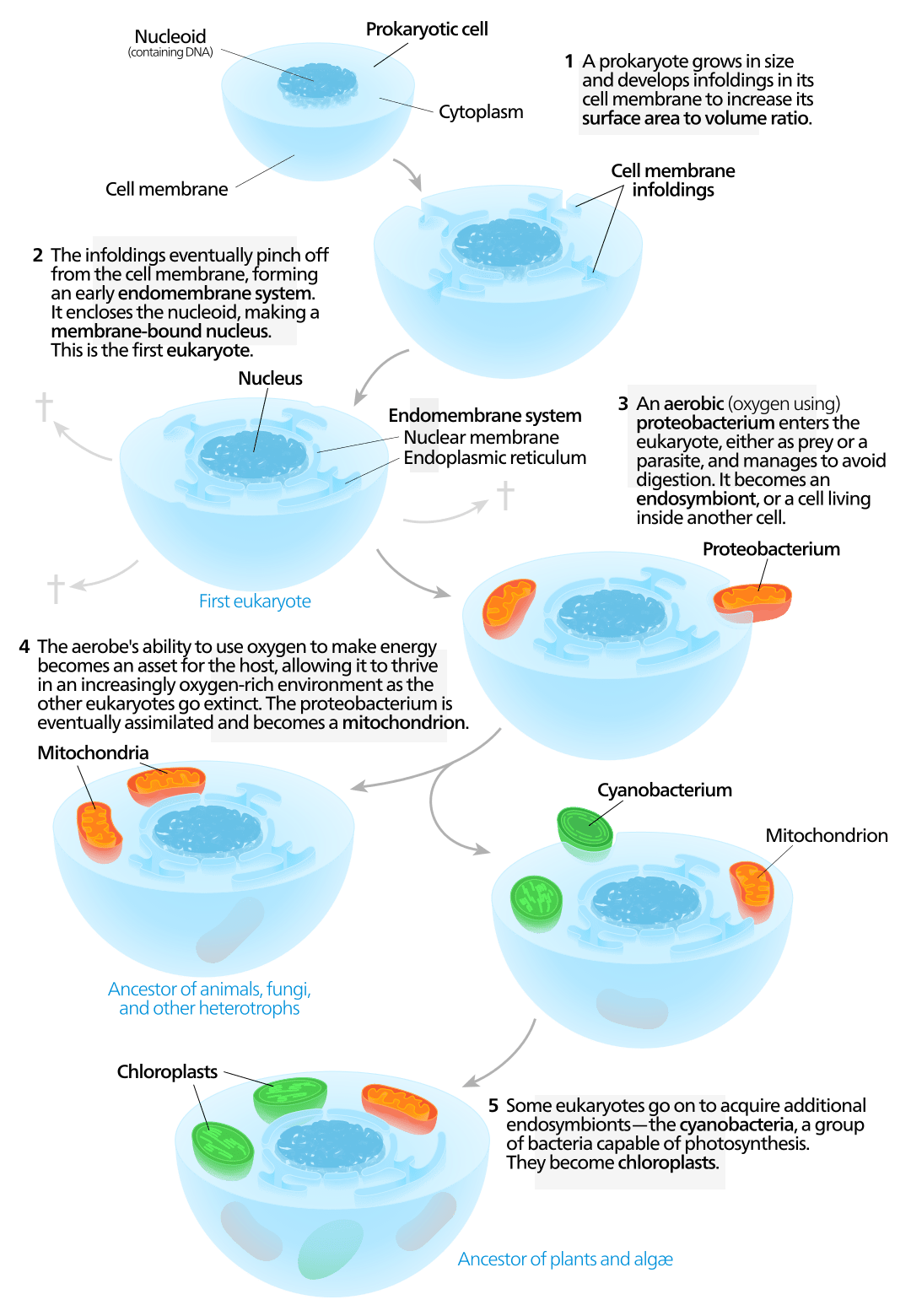 Difference Between Endosymbiosis and Invagination