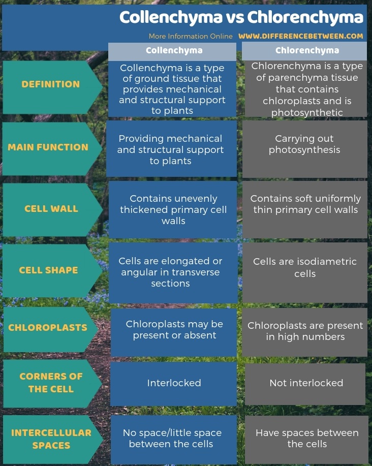 Difference Between Collenchyma and Chlorenchyma in Tabular Form