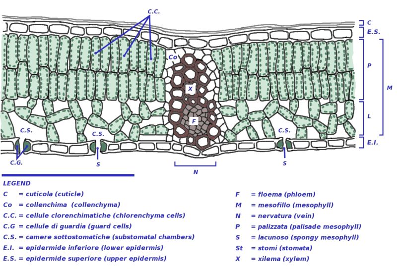 Key Difference - Collenchyma vs Chlorenchyma