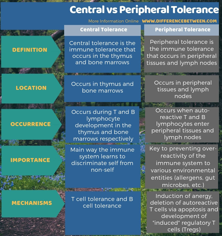 Difference Between Central and Peripheral Tolerance- Tabular Form