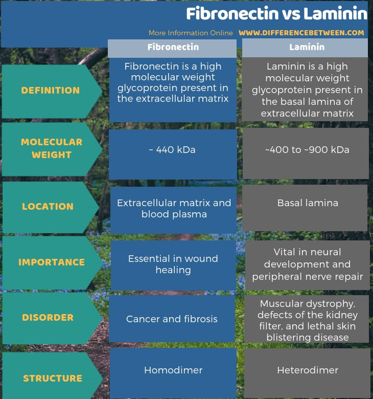 Difference Between Fibronectin and Laminin in Tabular Form