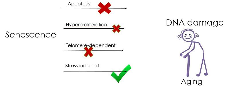 Difference Between Aging and Senescence