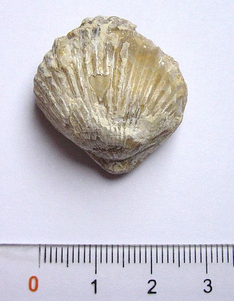 Key Difference - Brachiopod vs Bivalve