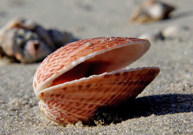 Difference Between Brachiopod and Bivalve