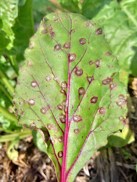 Difference Between Anthracnose and Cercospora Leaf Spot