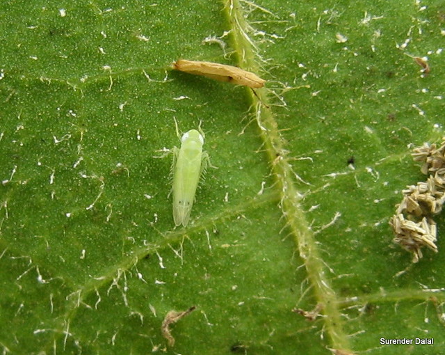 Difference Between Aphid and Jassid