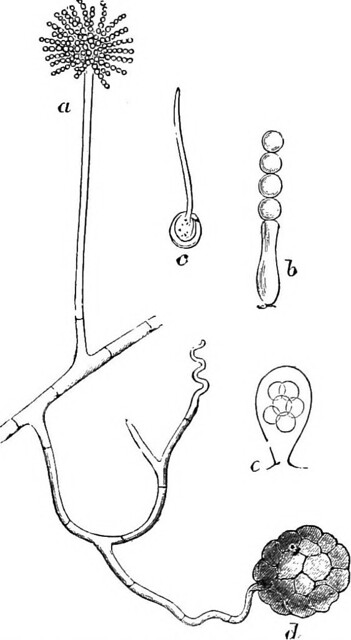 Key Difference - Budding vs Spore Formation