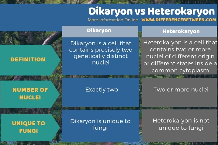 Difference Between Dikaryon and Heterokaryon in Tabular Form