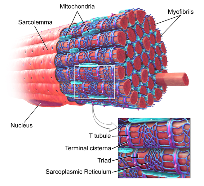 Difference Between Myofibrils and Sarcomeres