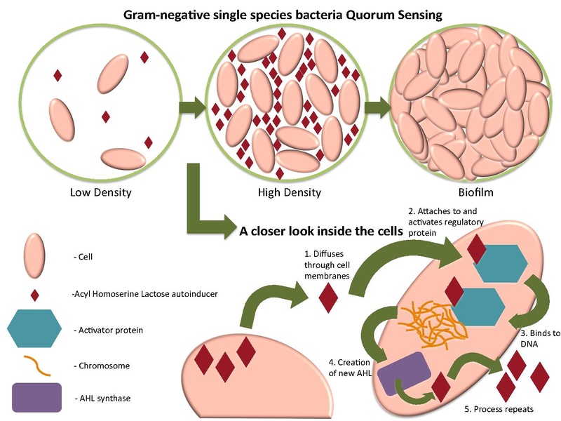 Difference Between Quorum Sensing and Quorum Quenching