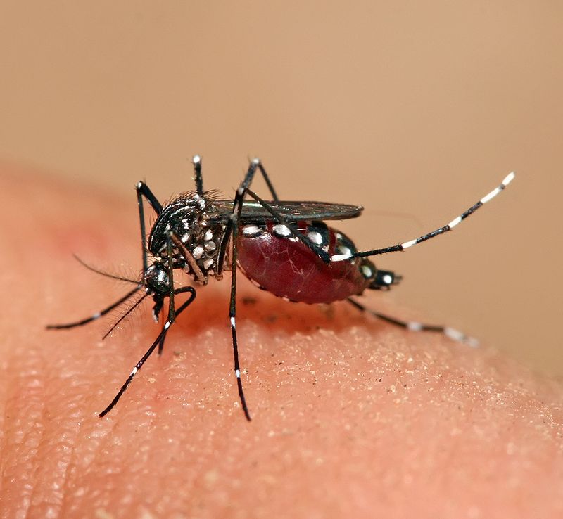 Difference Between Aedes Anopheles and Culex Mosquito