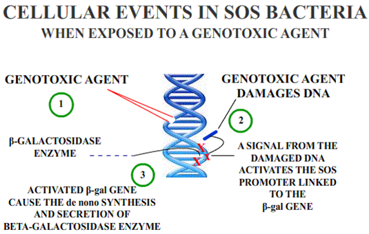 Difference Between Genotoxicity and Mutagenicity
