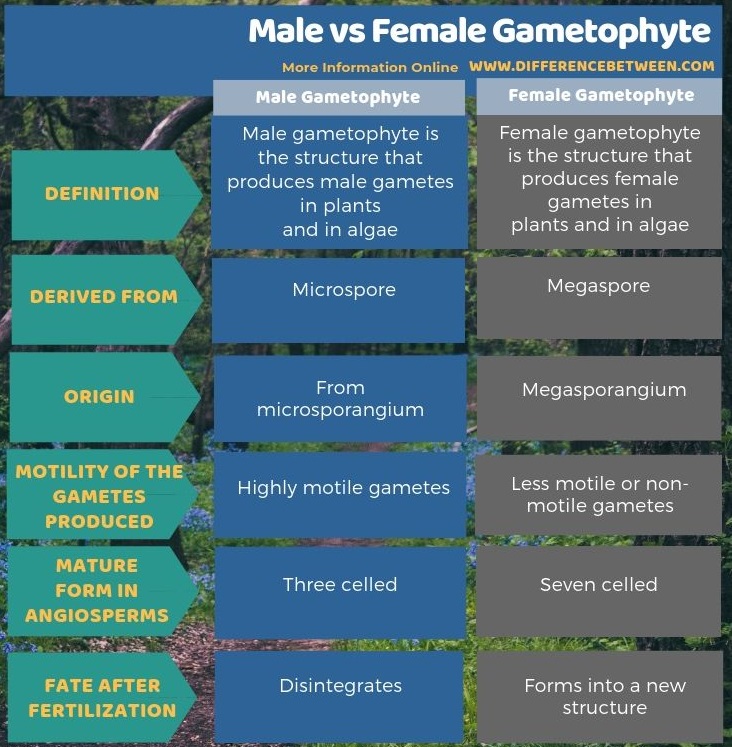 Difference Between Male and Female Gametophytes in Tabular Form