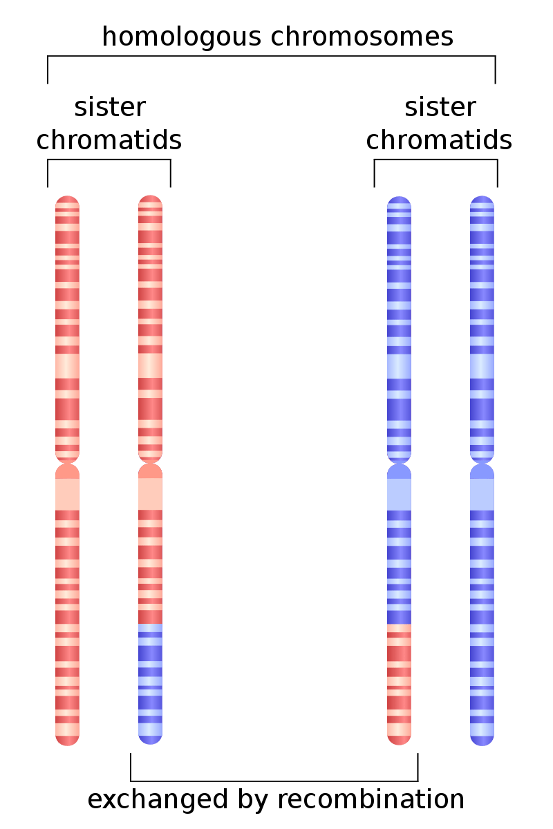 Difference Between Homologous and Homeologous Chromosomes