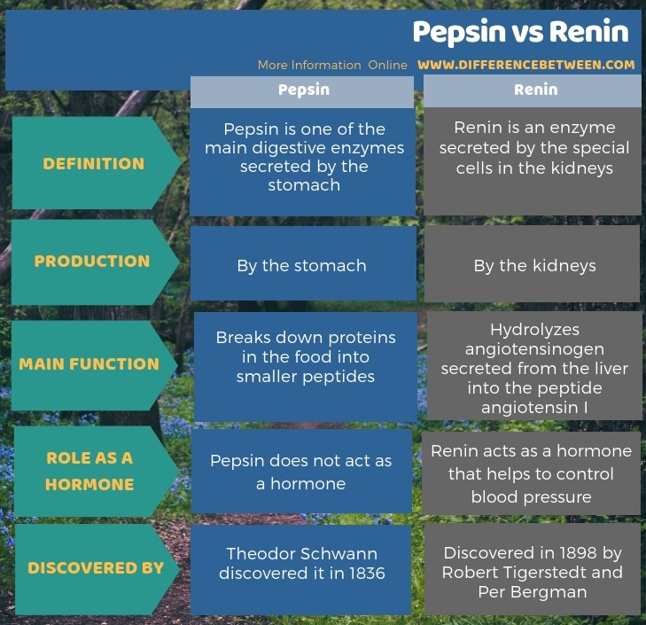 Difference Between Pepsin and Renin in Tabular Form