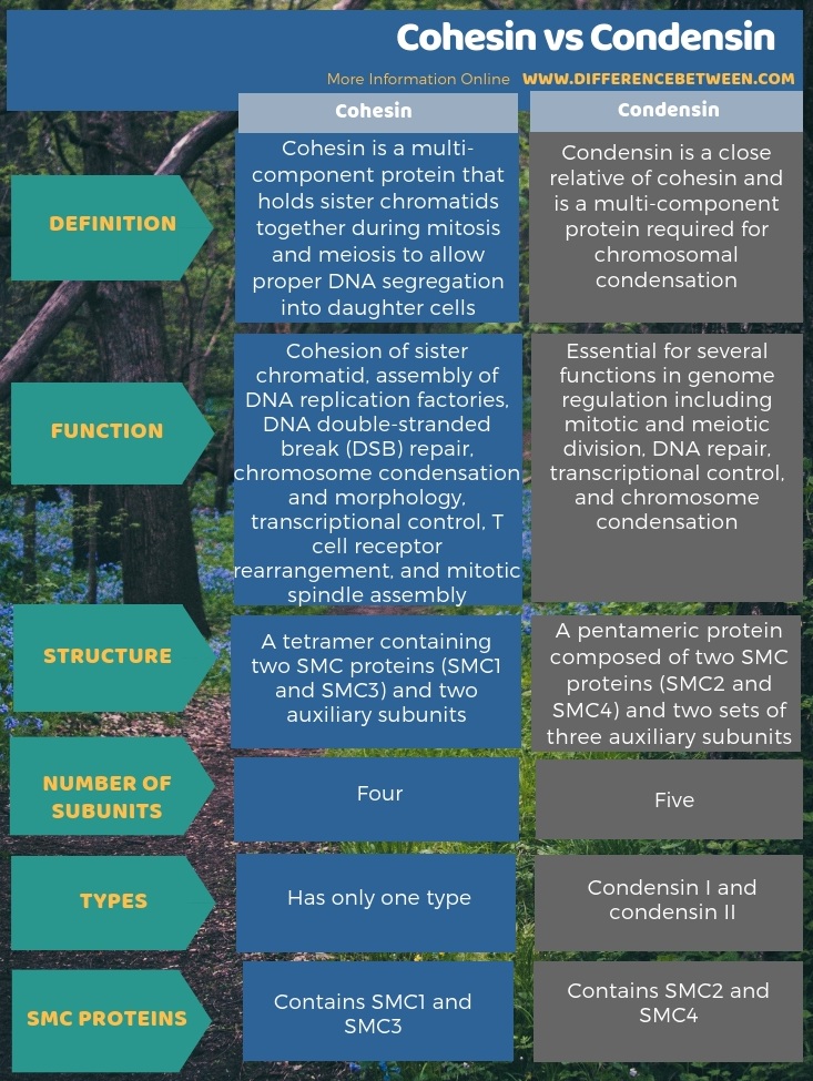 Difference Between Cohesin and Condensin in Tabular Form