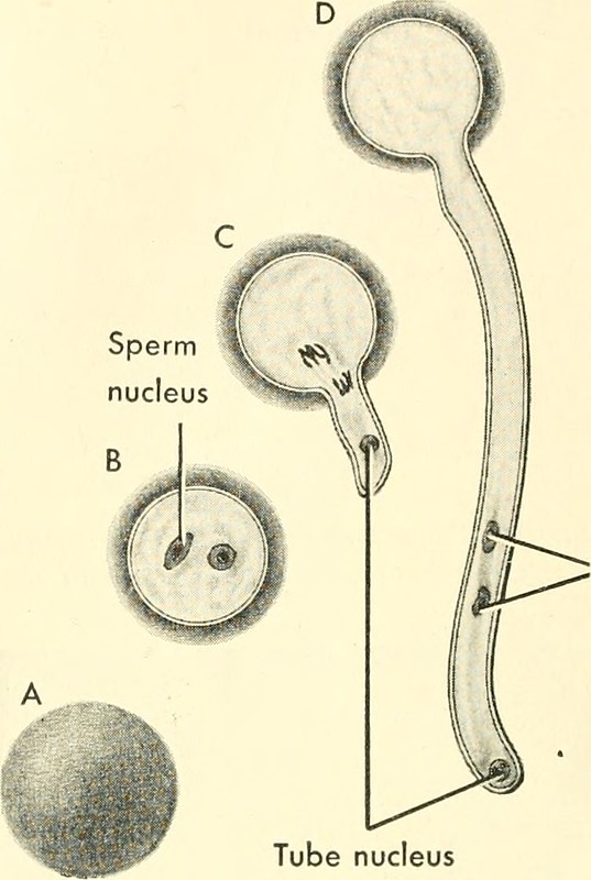 Key Difference - Pollen Tube vs Style