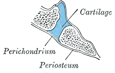 Key Difference - Synchondrosis vs Symphysis