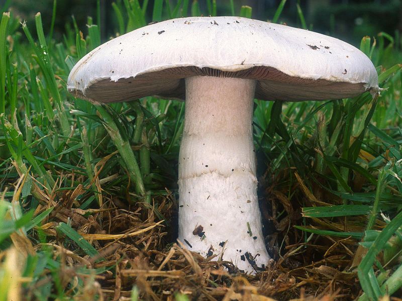 Key Difference - Agaricus vs Polyporus