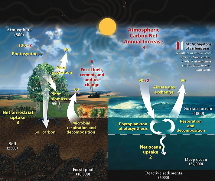 Difference Between Carbon Cycle and Phosphorus Cycle