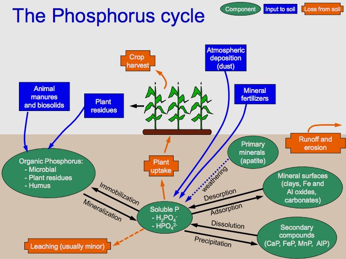 Key Difference - Carbon Cycle vs Phosphorus Cycle