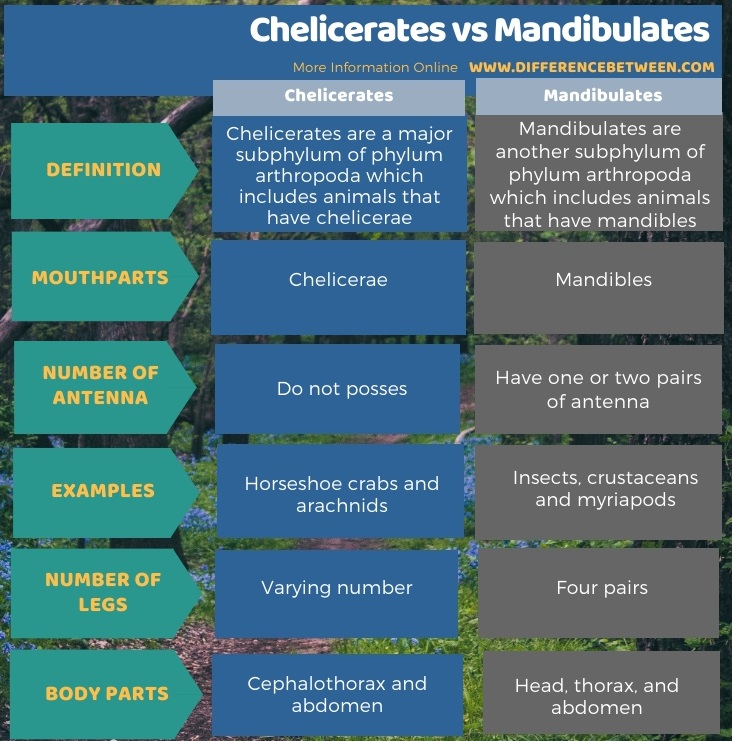 Difference Between Chelicerates and Mandibulates in Tabular Form