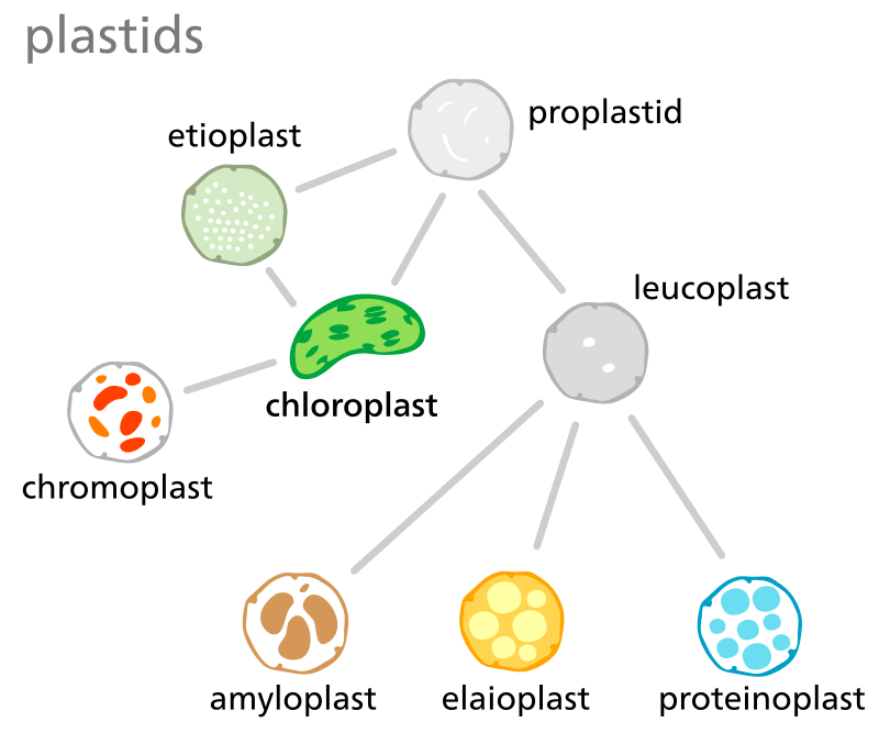 Difference Between Aleuroplasts and Elaioplasts